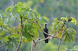 Blue-throated Piping-Guan